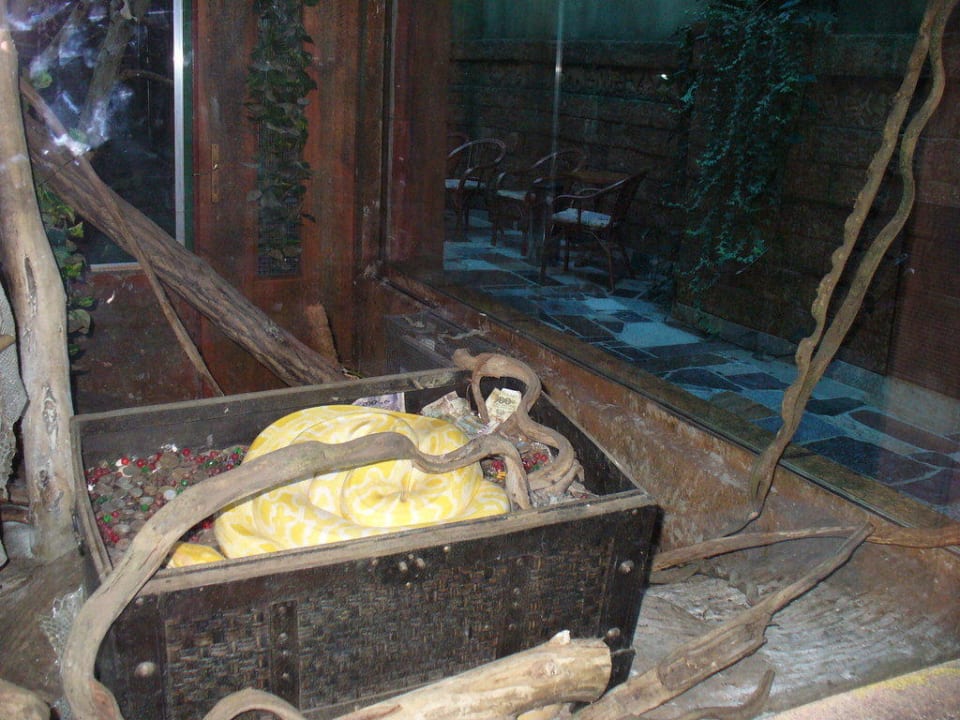 Terrarium mit Schlange im Innenhof WELLNESS HOTEL BABYLON