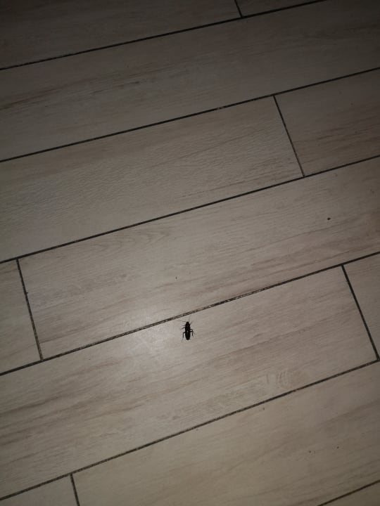 Gastro Hotel Asrin Beach