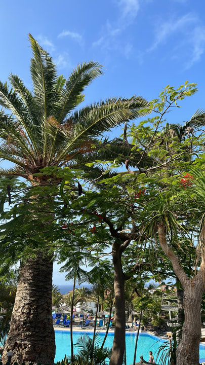 Gartenanlage allsun App.-Hotel Esquinzo Beach
