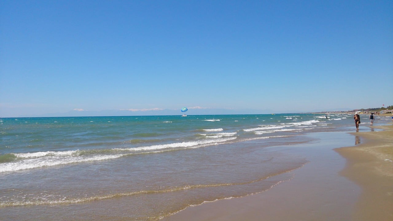Genial Paloma Oceana