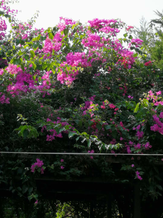 Garten Saturn Palace Resort Hotel