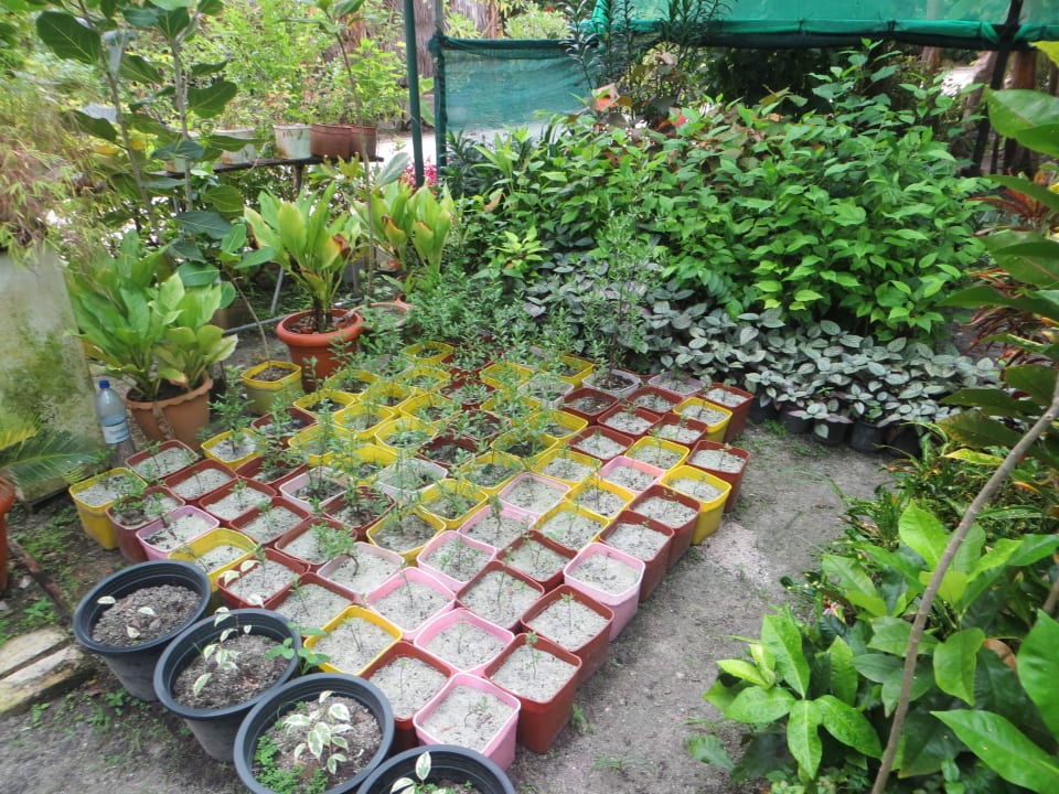 Die Hotel eigene Gärtnerei mit Pflanzenzucht Adaaran Select Hudhuran Fushi - Premium All Inclusive