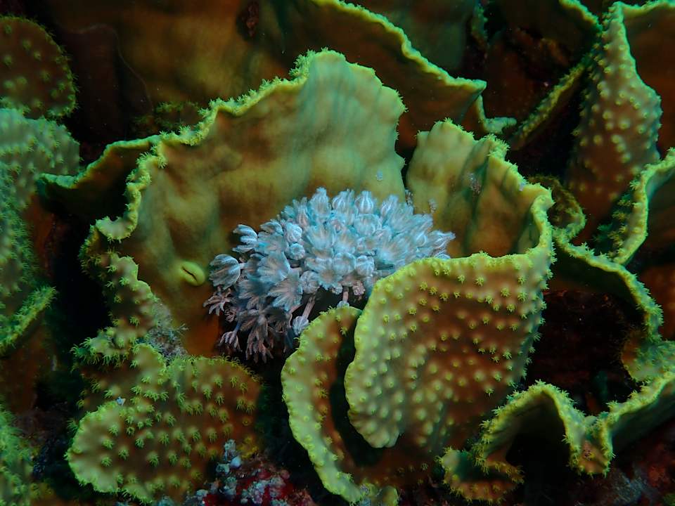 Gartenanlage Sentido Akassia Beach