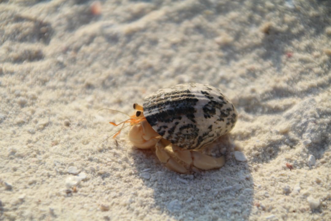 Tiere Summer Island Maldives