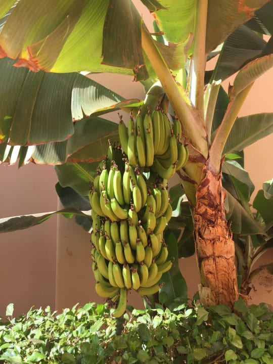 Bananenstaude Hotel Riu Touareg