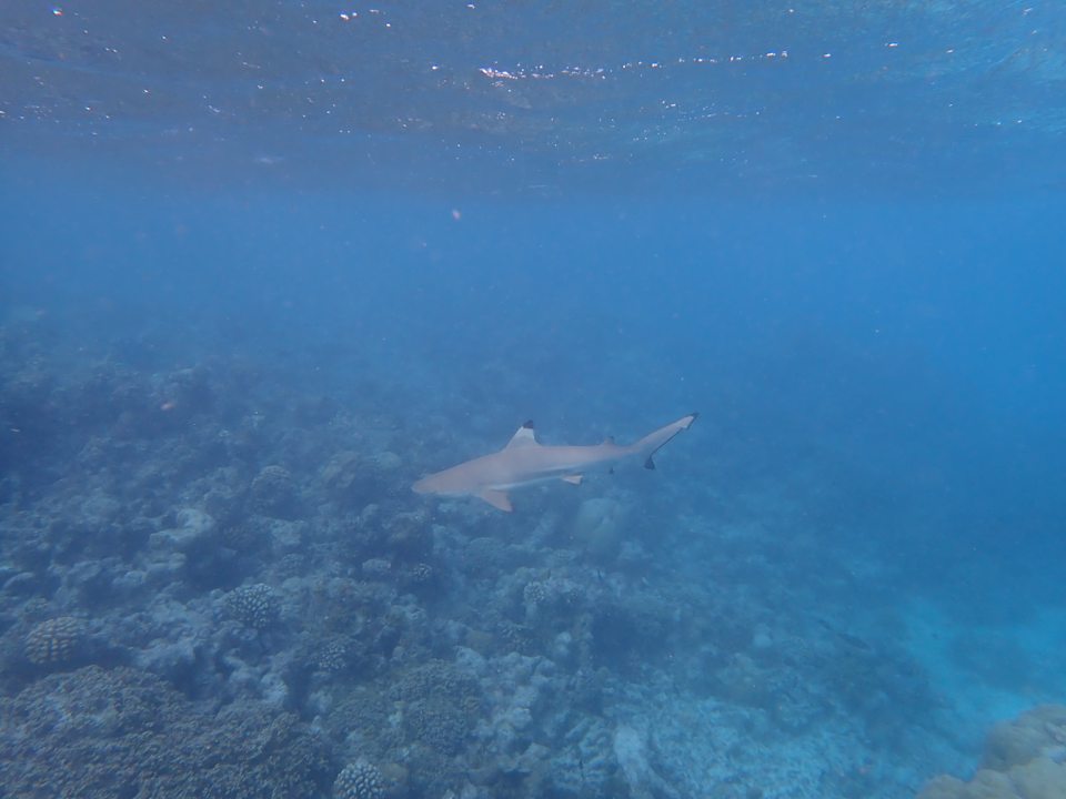 Sonstiges Kagi Maldives Resort & Spa