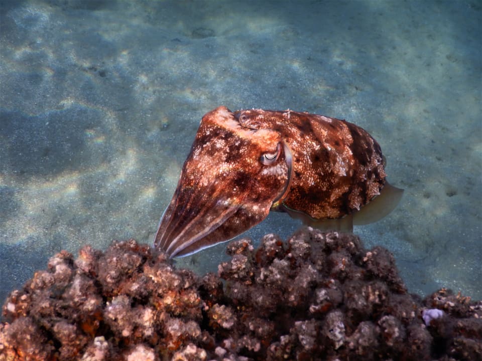 Sport & Freizeit Lahami Bay Beach Resort