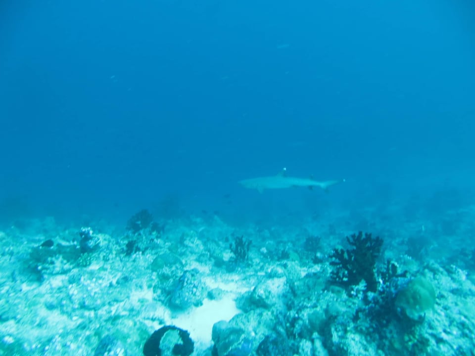 Weißspitzenriffhai Coco Bodu Hithi