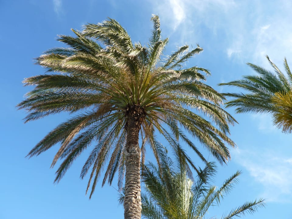 Wunderschöne Palmen :-) Rodos Princess Beach Hotel & Spa