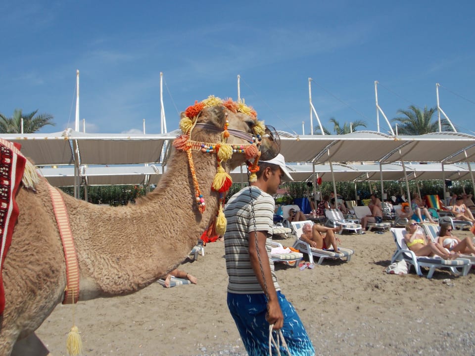Верблюд Siam Elegance Hotels & Spa
