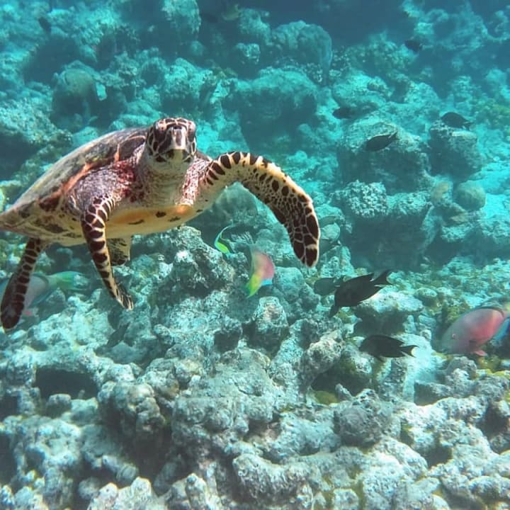 Sport & Freizeit Summer Island Maldives