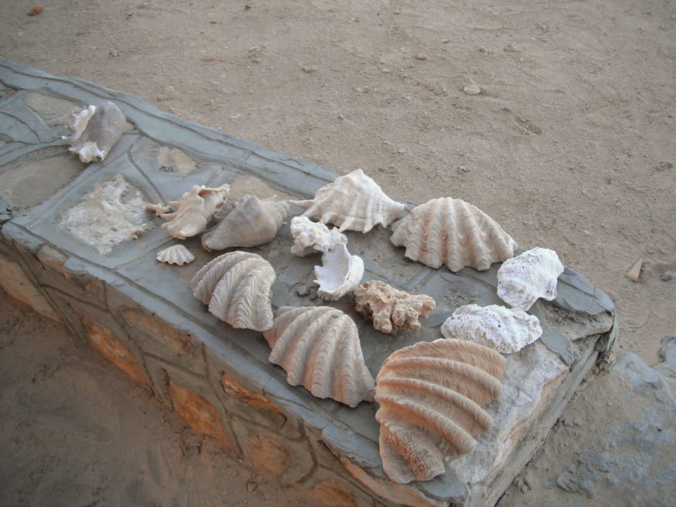 Muscheln Hotelstrand Three Corners Happy Life Beach Resort