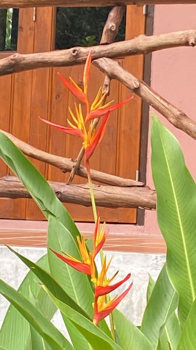 Gartenanlage Monkey Mansion Jungalows and Tours