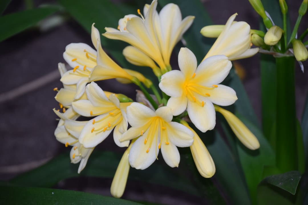 Gartenanlage The Graywood Hotel