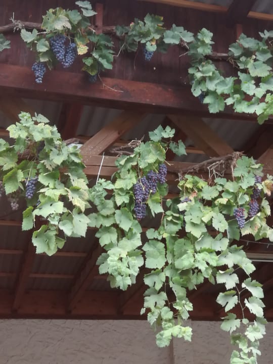 Außenansicht Pension Zum Carlbauer