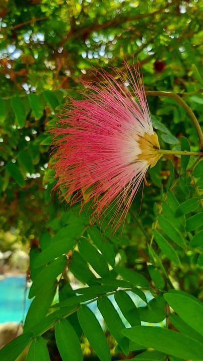 Gartenanlage Makadi Spa - Adults only