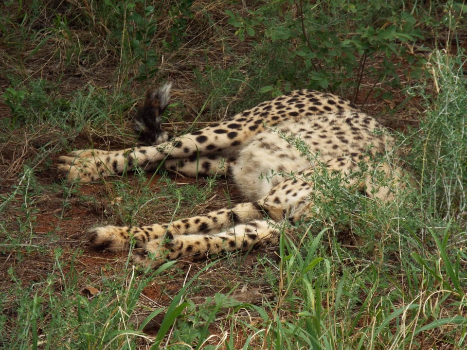 Mittagsfahrt: Gepard Okonjima Lodge Maincamp & Bushcamp & The Villa