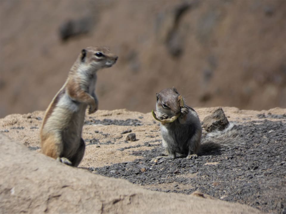 Streifenhörnchen La Pared Bakour Fuerteventura La Pared