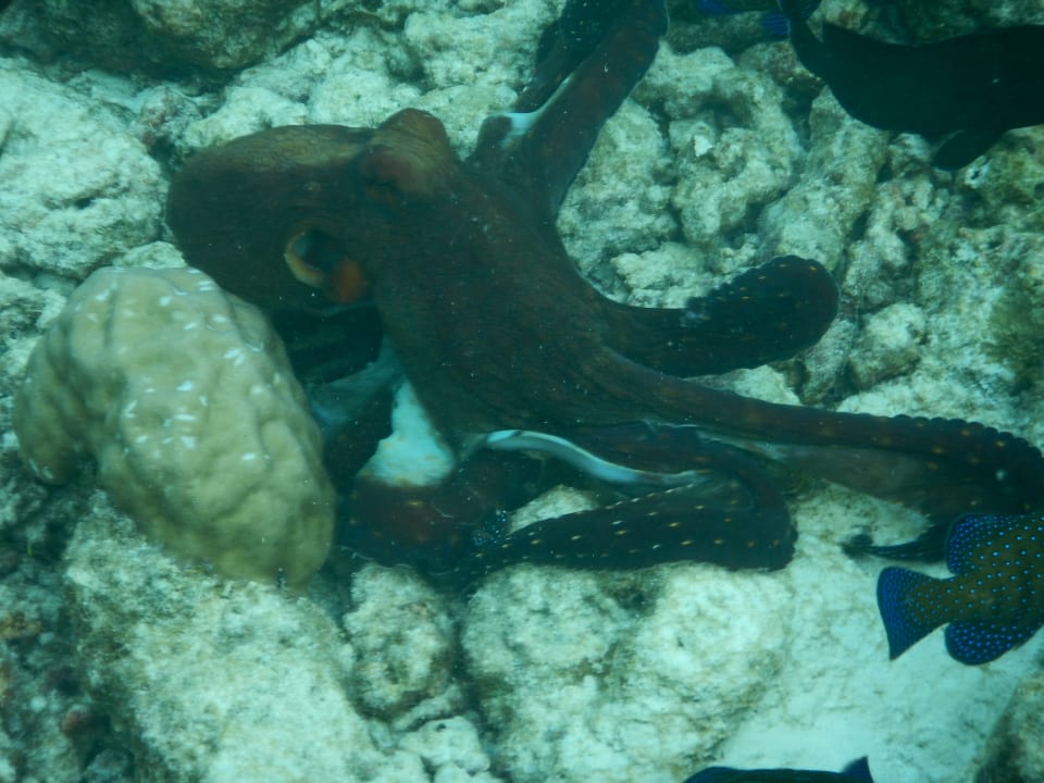 Sport & Freizeit Adaaran Select Meedhupparu Island Resort - Premium All Inclusive