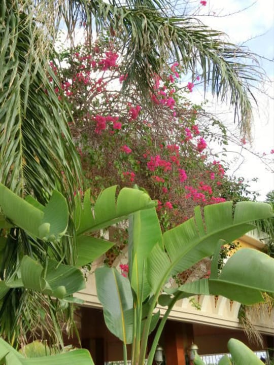 Palmen, Bananenpflanzen und Blumen Diamond Excellence Resort & Spa