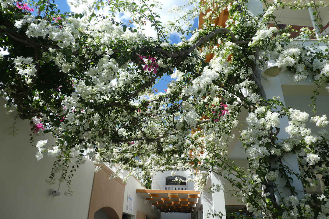 Gartenanlage Atrium Prestige Thalasso Spa Resort & Villas