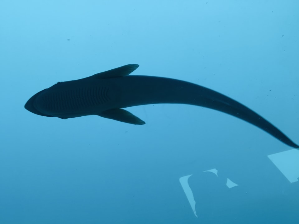 Strand Steigenberger Coraya Beach - Adults only