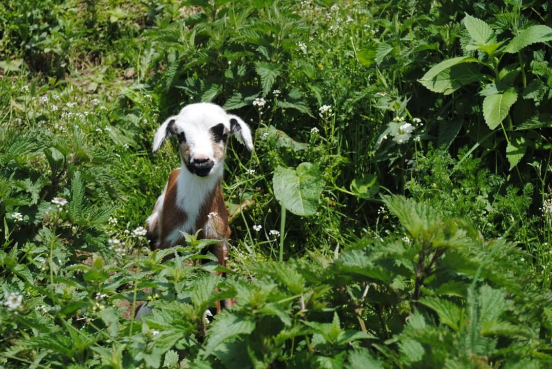 Streichelzoo Familien Resort Petschnighof - Familotel Kärnten