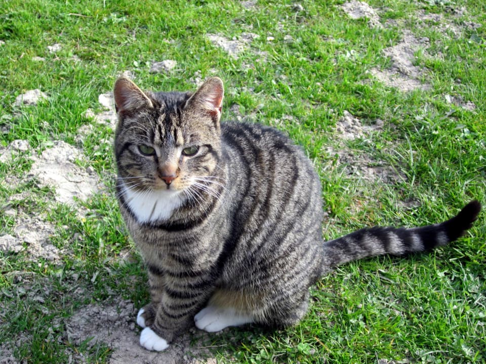 Hofkatze Miele Ferienhof Seefeld