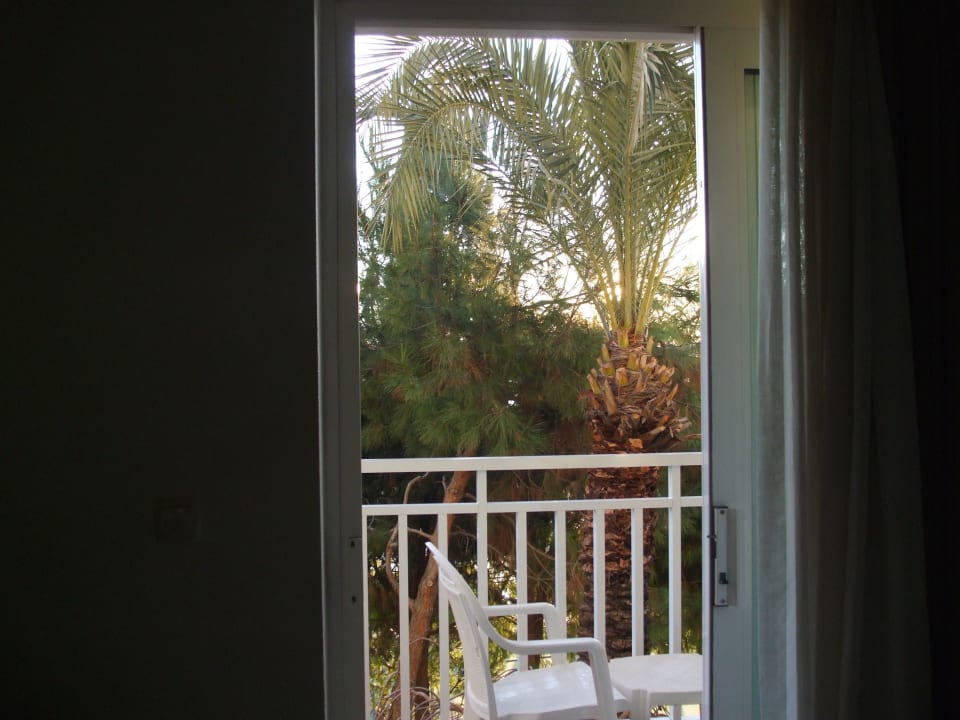 Unser Ausblick auf die Palme PALOMA Perissia