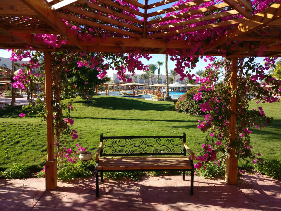 Gartenanlage Desert Rose