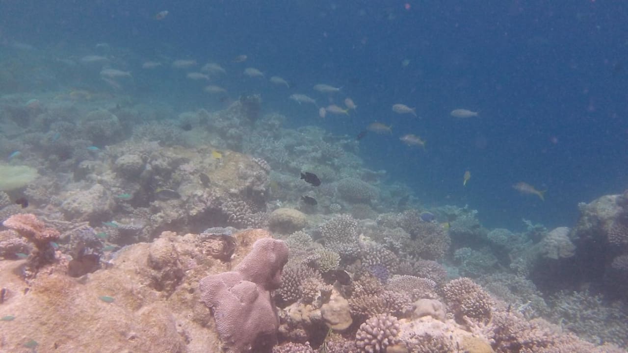 Hausriff Eri Maldives