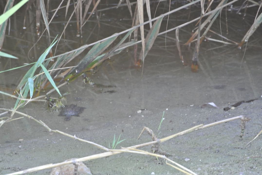 Haustiere Neptune Luxury Resort