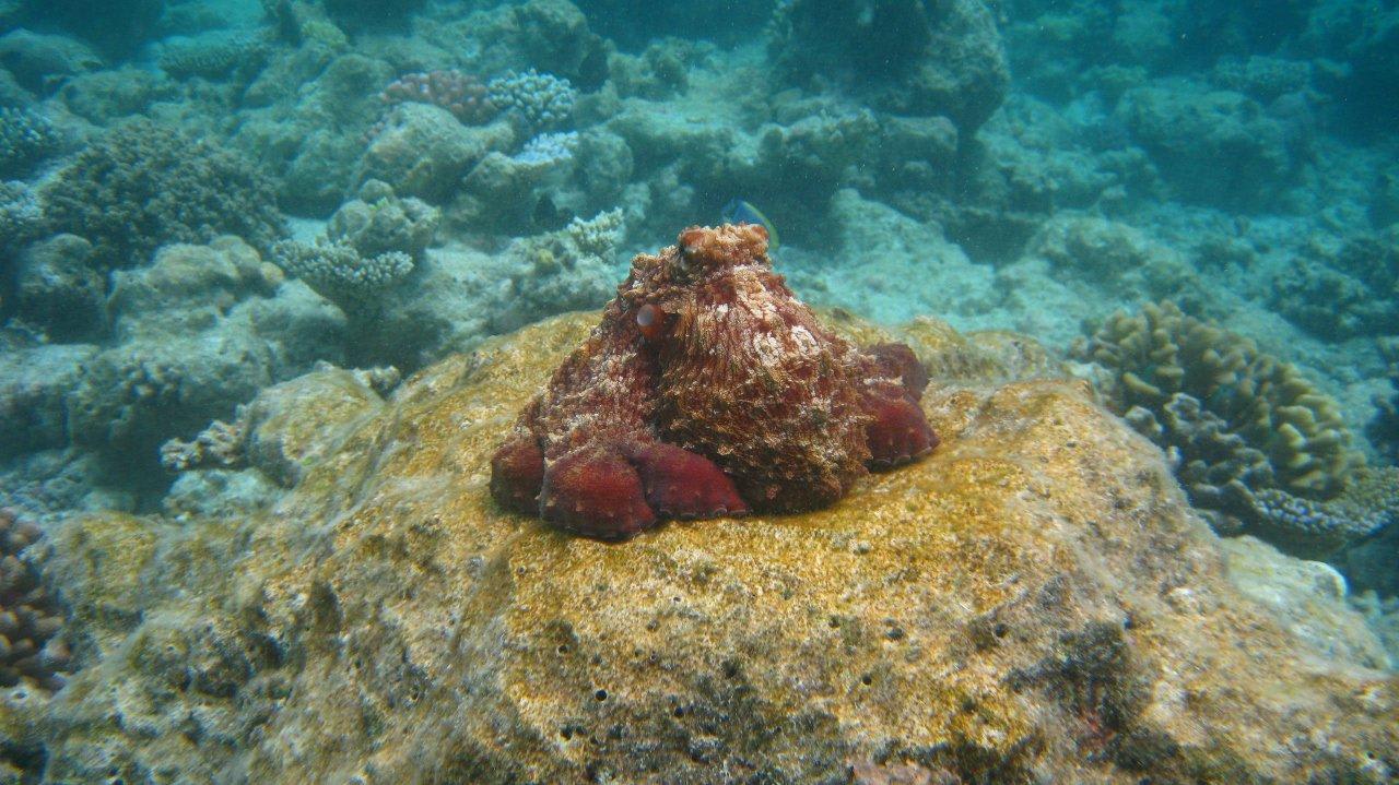 Gur getarnt am Hausriff Vilamendhoo Vilamendhoo Island Resort & Spa