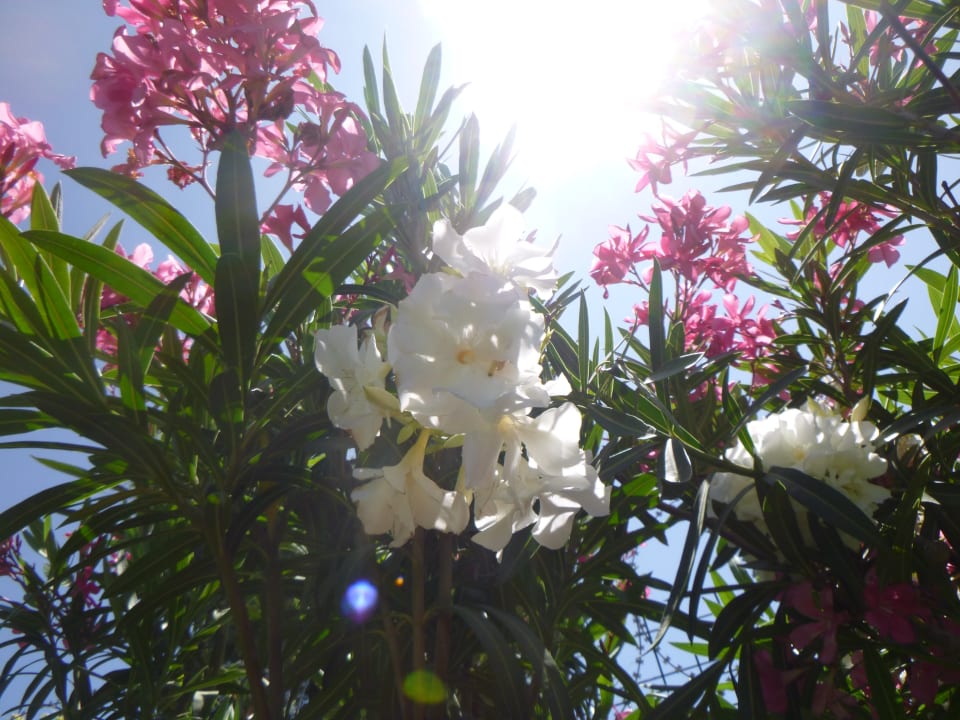 Gartenanlage Dream World Aqua Hotel