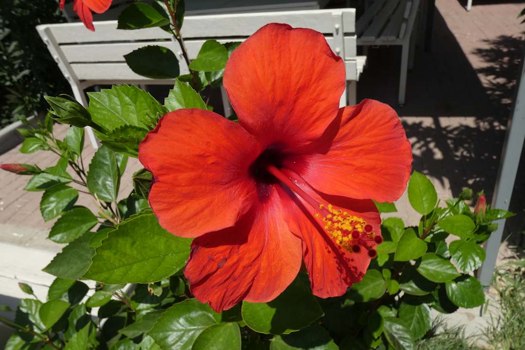 Gartenanlage Hane Family Resort