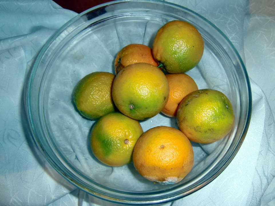 Schimmeliges Obst Vemara Beach