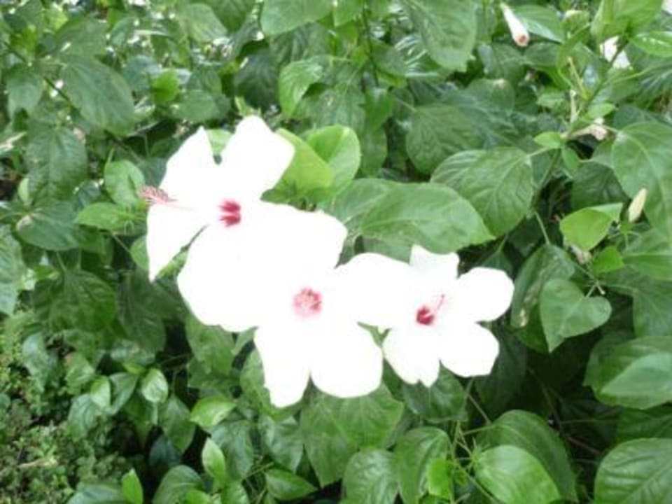 Gartenanlage Side Star Elegance