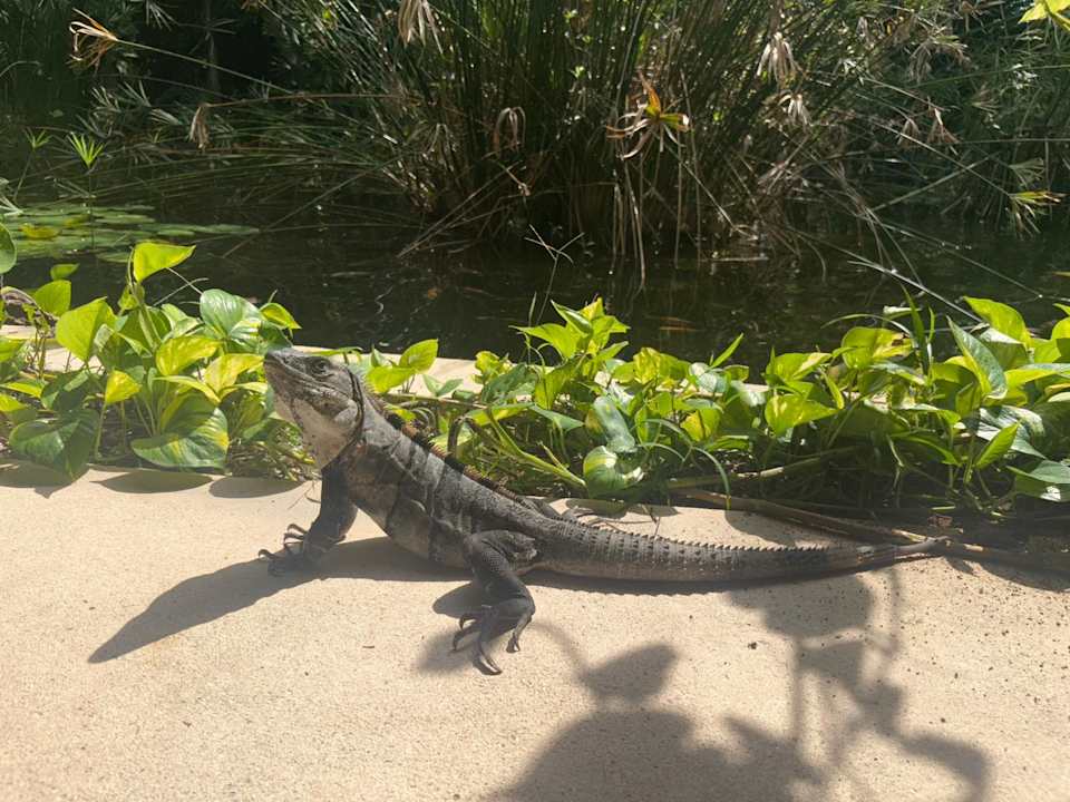 Gartenanlage Secrets Akumal Riviera Maya - Adults only