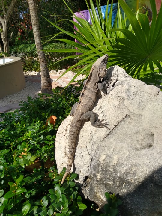 Pool Catalonia Playa Maroma