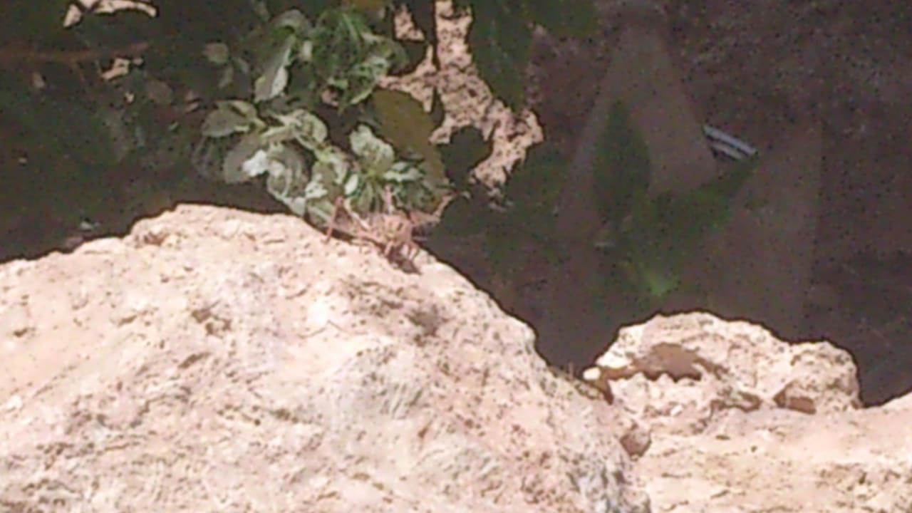 Heuschrecke Ghazala Gardens