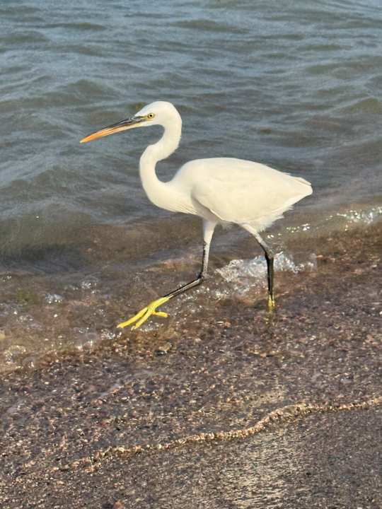 Strand SUNRISE Anjum Resort Marsa Alam