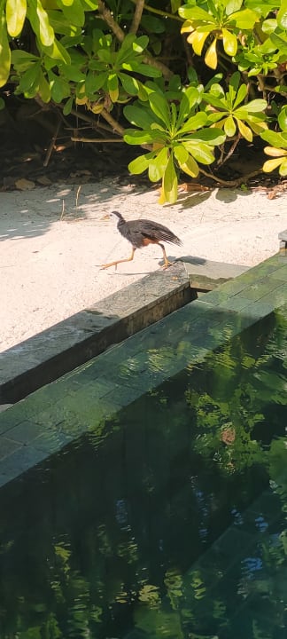 Sonstiges OBLU SELECT Lobigili