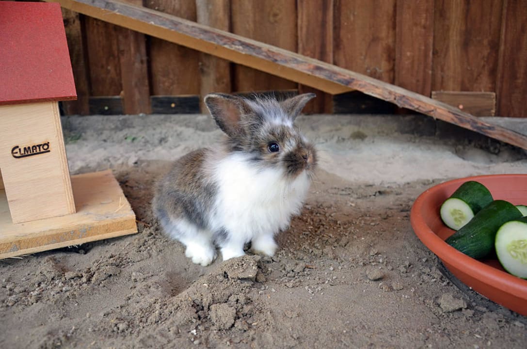 Das liebe Kaninchen "Walter" Ferienwohnungen Salenberghof