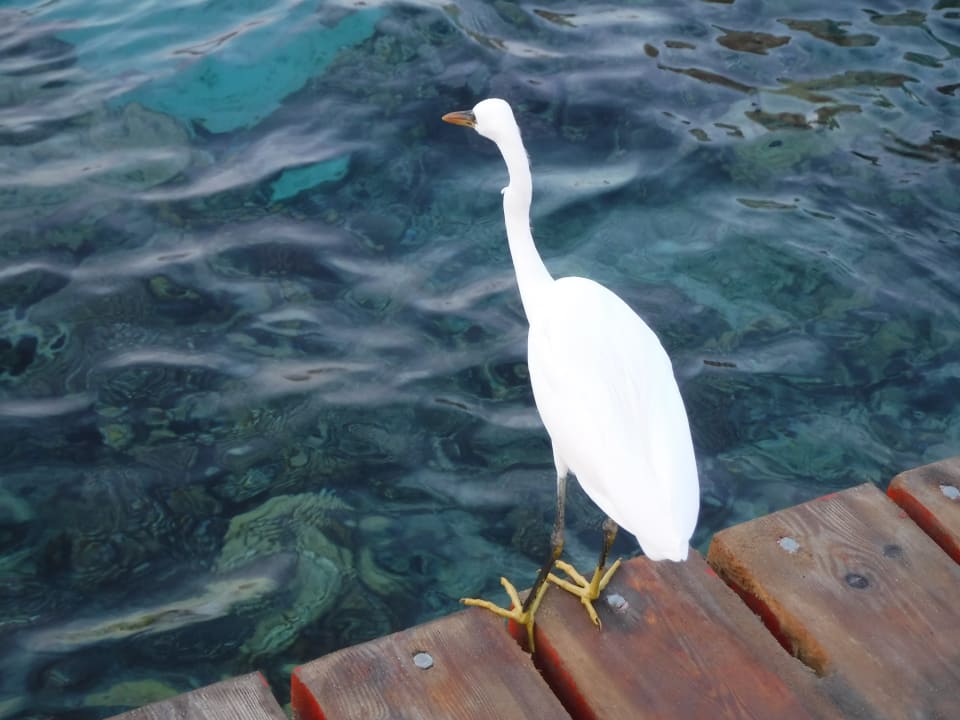 Strand Steigenberger Coraya Beach - Adults only