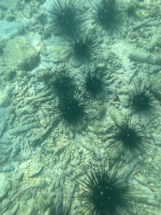 Strand Hotel Salad Hut