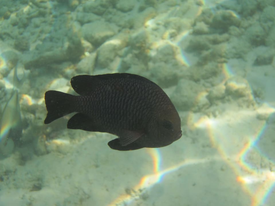 Fisch Adaaran Select Hudhuran Fushi - Premium All Inclusive