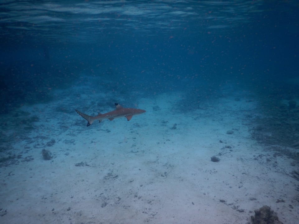 Sport & Freizeit Embudu Village