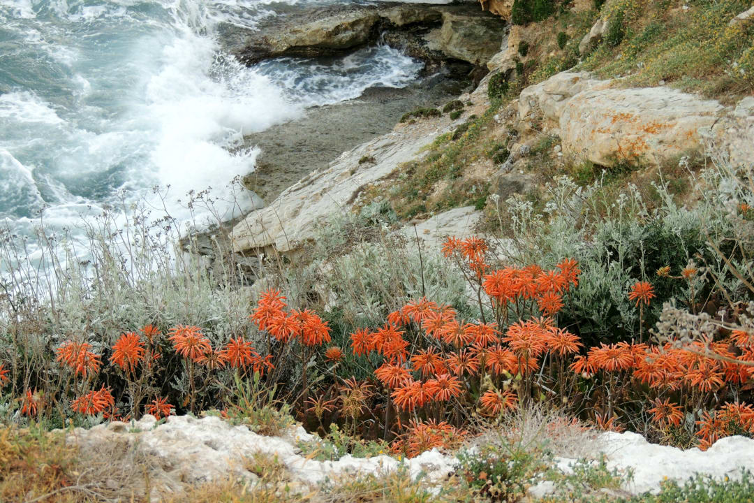 Ausblick VIVA Cala Mesquida Resort & Spa