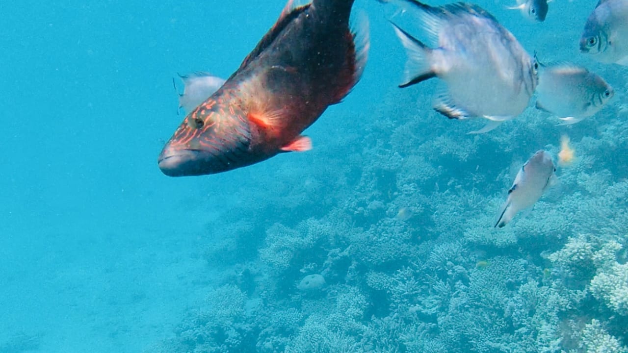 Sport & Freizeit Cleopatra Luxury Resort Makadi Bay