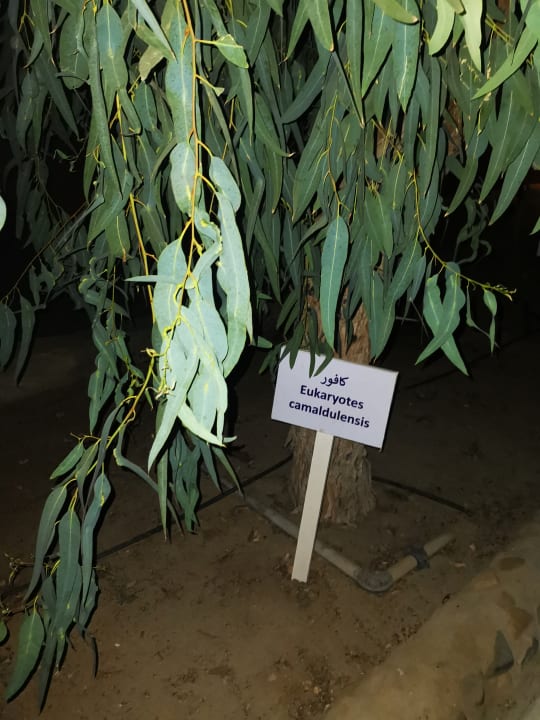 Gartenanlage Akassia Swiss Resort